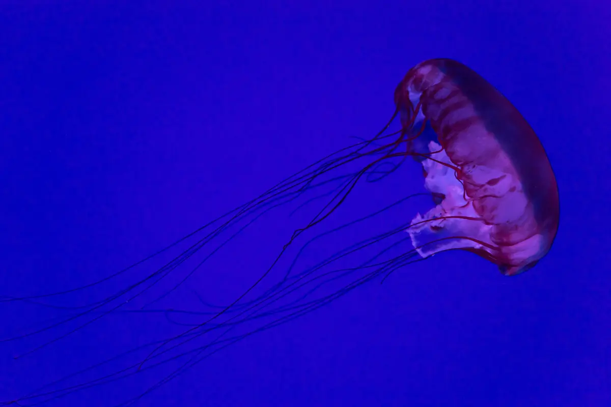 медуза, медузы, подводный мир, подводное царство, абстракция, синие, розовые